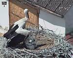 Capi_Dubne_20250615_130003.jpg