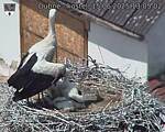 Capi_Dubne_20250615_130502.jpg