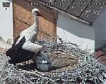 Capi_Dubne_20250615_131003.jpg