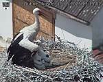 Capi_Dubne_20250615_131502.jpg