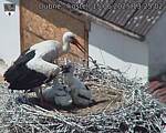 Capi_Dubne_20250615_132502.jpg