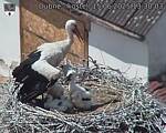 Capi_Dubne_20250615_133003.jpg