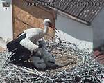 Capi_Dubne_20250615_133503.jpg