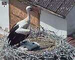 Capi_Dubne_20250615_134003.jpg