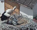 Capi_Dubne_20250615_135003.jpg