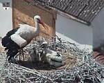 Capi_Dubne_20250615_140003.jpg