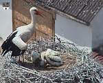Capi_Dubne_20250615_141003.jpg