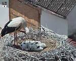 Capi_Dubne_20250615_141503.jpg
