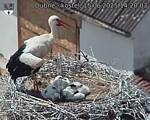 Capi_Dubne_20250615_142003.jpg