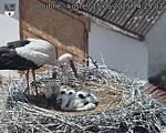 Capi_Dubne_20250615_142503.jpg
