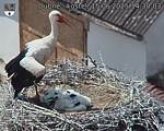 Capi_Dubne_20250615_143003.jpg