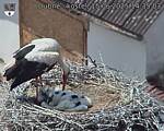 Capi_Dubne_20250615_143503.jpg