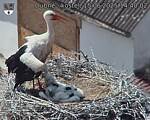 Capi_Dubne_20250615_144002.jpg