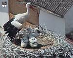 Capi_Dubne_20250615_144503.jpg