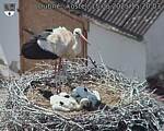 Capi_Dubne_20250615_152003.jpg