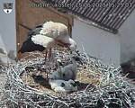 Capi_Dubne_20250615_152503.jpg