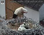 Capi_Dubne_20250615_162503.jpg
