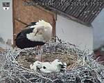 Capi_Dubne_20250615_163502.jpg