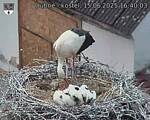 Capi_Dubne_20250615_164003.jpg