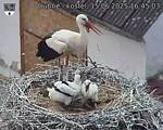 Capi_Dubne_20250615_164503.jpg