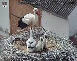 Capi_Dubne_20250615_165002.jpg
