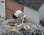 Capi_Dubne_20250615_170002.jpg