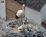Capi_Dubne_20250615_170503.jpg