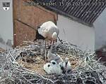 Capi_Dubne_20250615_171003.jpg
