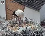 Capi_Dubne_20250615_172002.jpg