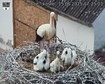 Capi_Dubne_20250615_172503.jpg