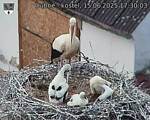 Capi_Dubne_20250615_173003.jpg