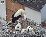 Capi_Dubne_20250615_173503.jpg