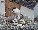 Capi_Dubne_20250615_174003.jpg