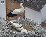 Capi_Dubne_20250615_174503.jpg