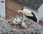 Capi_Dubne_20250615_175503.jpg