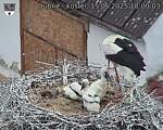 Capi_Dubne_20250615_180003.jpg