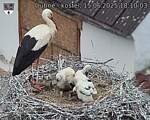 Capi_Dubne_20250615_181003.jpg