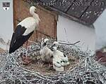 Capi_Dubne_20250615_181503.jpg