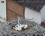 Capi_Dubne_20250615_182503.jpg