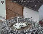 Capi_Dubne_20250615_183002.jpg
