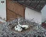 Capi_Dubne_20250615_183503.jpg