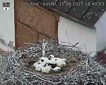 Capi_Dubne_20250615_184003.jpg