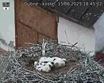 Capi_Dubne_20250615_184502.jpg