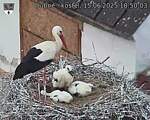 Capi_Dubne_20250615_185003.jpg