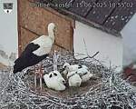 Capi_Dubne_20250615_185502.jpg