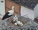 Capi_Dubne_20250615_190003.jpg