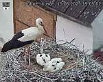 Capi_Dubne_20250615_190502.jpg