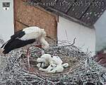 Capi_Dubne_20250615_191503.jpg