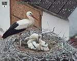 Capi_Dubne_20250615_192003.jpg