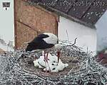 Capi_Dubne_20250615_193502.jpg